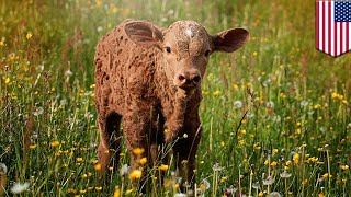 Cow HIV treatment: Cattle antibodies could be key to future HIV medicine - TomoNews