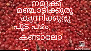 പ്രകൃതിയുടെ വിസ്മയ കാഴ്ചകൾ