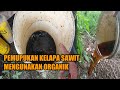 HOW TO FERTILIZE PALM OIL USING EM4 LIQUID ORGANIC FERTILIZER POC