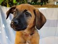 Joy - sucht ein neues Zuhause - Hunde in Not aus dem Tierschutz