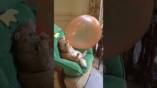 Boom,Scared me! #exlittlebeans #funny_cats #cat #funny_videos