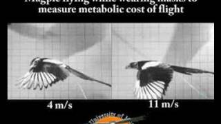 Measuring magpie flight energetics