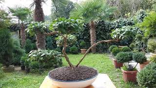 Bonsai buxus.ბონსაი ბზა