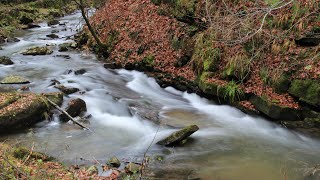 U Źródeł Wisły-Foto   4k