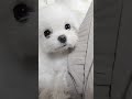 【超小型犬動画】ハイハイする赤ちゃん？ちがうちがう🤣　 ポメラニアン　 マルチーズ