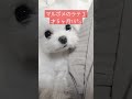 【超小型犬動画】ハイハイする赤ちゃん？ちがうちがう🤣　 ポメラニアン　 マルチーズ