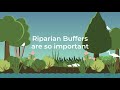 riparian buffer