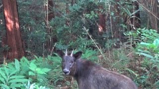 2021夏 朝食ポタリング27（里山）サンダルハイクとマムシ