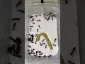 アリの巣にわさび入れてみた　　２日目　　 ants アリの巣 insects クロオオアリ アリ 蟻の巣 生態解説 わさび