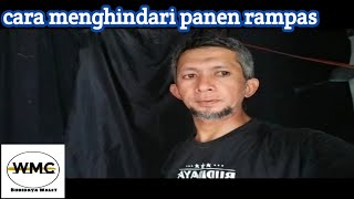 Cara menghindari panen rampas agar populasi rbw berkembang