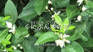 くにぶん木の花  (BEGIN カバー、歌詞入り）　CosyNote