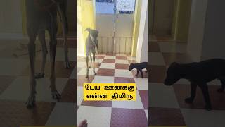 டேய் என் பக்கத்துல வராத #trending #viralvideo #dogs #dog #puppy