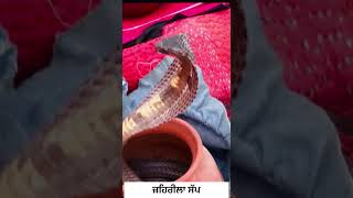 ਜ਼ਹਿਰੀਲਾ ਸੱਪ poisonous snake जहरीला सांप