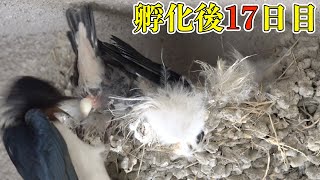 【2023/04/14】孵化後17日目、巣の中でパタパタをする！【ツバメ】