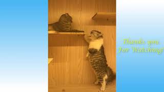 Jokes with cats. Funny cats. Cats have fun.funny situations with cats.view all