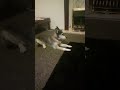 Dog sings Lady Gaga poker face 😂😂😂😂😂😂😂😂😂😂😂😂😂😂😂😂