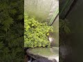 Gorilla Glue #4 Autoflower  / Cannabis Indoor Grow By Crop King Seeds