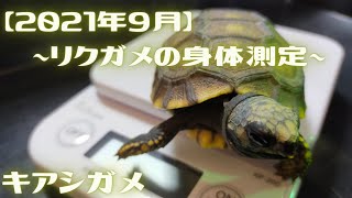 【2021年9月】〜リクガメの身体測定〜　キアシガメ