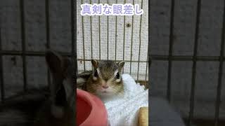 しまりす「ポン吉」真剣です。【ペット】【シマリス】【Chipmunk】【Squirrel】【Kawaii】【Cute】