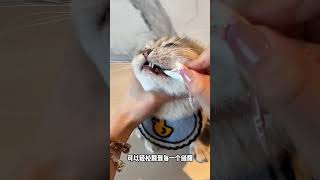 终于不用刷一次醴就猫飞狗跳了！萌宠好物 新手养宠 洁牙笔 猫咪刷牙 狗刷牙