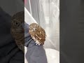 モリフクロウ ちゃん🦉フクロウ保育園にチェックイン🏨❣️おかえりなさい😊メンテナンスもキレイに済ませて、キャスト体験🎩 秋葉原 owlcafe owl