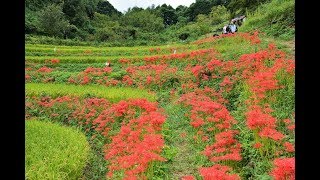 ２０１７奈良明日香村稲渕棚田の彼岸花 Cluster amaryllis in Nara Asuka Village