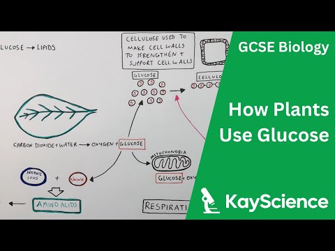 Why do plants convert starch glucose?