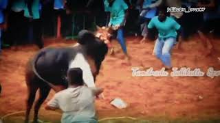 😈வாடில மாஸ் காட்டிய காளை😍 #jallikattu_lover👍