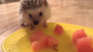 Hedgehog Eats Watermelon??