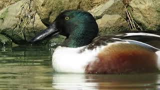 Northern Shovelers