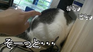 イタズラしている猫にイタズラしてみると・・・。