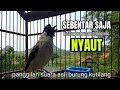 Suara Burung Kutilang Gacor ASLI Tanpa isian, Ampuh untuk Pikat Kutilang bikin kutilang gacor