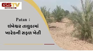 Patan : શંખેશ્વર તાલુકામાં ખારેકની સફળ ખેતી | Gstv Gujarati News