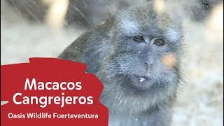 La historia de los Macacos Cangrejeros | Oasis Wildlife Fuerteventura