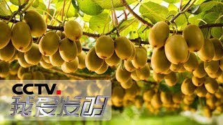 《我爱发明》 探花取粉：一台可自动分离猕猴桃花的机器 20190720 | CCTV科教