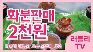 #다육이 국산화분 5개 만원 50% 세일 합니다#