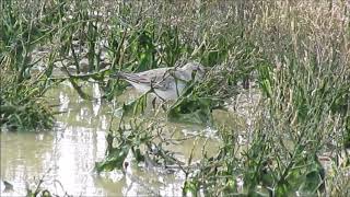 Dunlin (Calidris alpina)