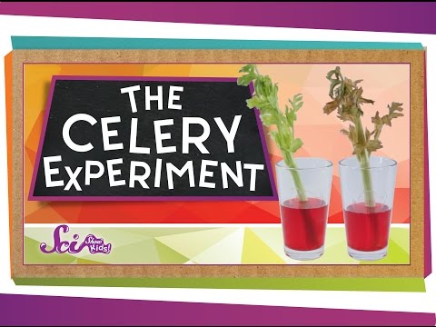 What will happen to a celery stick that is placed in a glass of water?