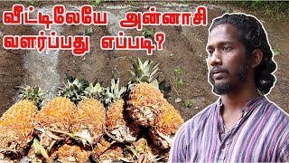 அன்னாசிப்பழம் பயிரிடும் முறை மற்றும் பயன்கள் | Grow Pineapple at Home | Umramanan from AuroOrchard