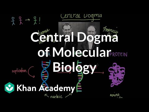 Central Dogma of Molecular Biology Chemical Processes MCAT Khan Academy