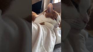 うちの猫朝早すぎて草 #猫おもしろ #猫のいる暮らし #猫動画 #スコティッシュフォールド