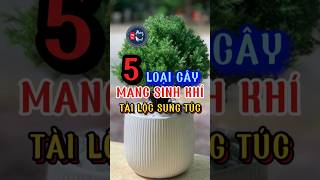 5 loại cây phong thủy mang dương khí, sinh khí, vượng khí, tài lộc cho gia chủ #phongthuyphuongminh