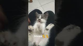 lihat mukanya 🐱#cutecats #animals #pets #cat