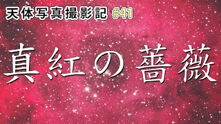 天体写真撮影記#41 ～ 望遠鏡をパクられた友人の呪術を乗り越え、真紅のバラを撮る ～