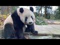 2024.12.03 神回！濃厚なファンミーティング　 シャンシャン xiangxiang giantpanda