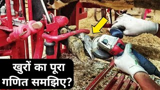 Understand that hoof trimming will come in handy. Hoof Trimming in Dairy Cattle in India