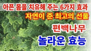 편백나무 놀라운 효능