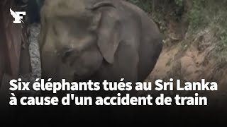 Un accident de train provoque la mort de six éléphants au Sri Lanka