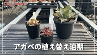 アガベの植え替え適期はいつが良い？