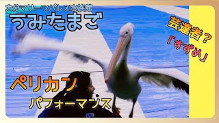 ペリカンのパフォーマンス見たことある❓うみたまごpelican performance　펠리칸 실적　पेलिकन प्रदर्शन　　大分観光